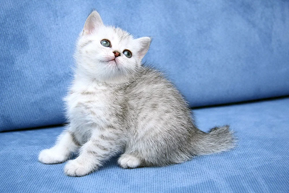 Britische Katze geradeohrig gestromt Chinchilla Katze