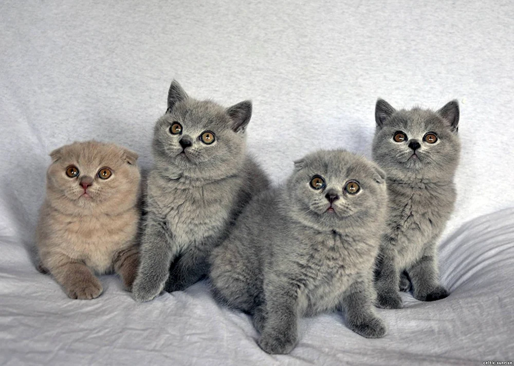 Britische und Schottische Schopfkatze Mix