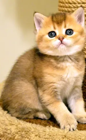 Britisches Goldenes Chinchilla