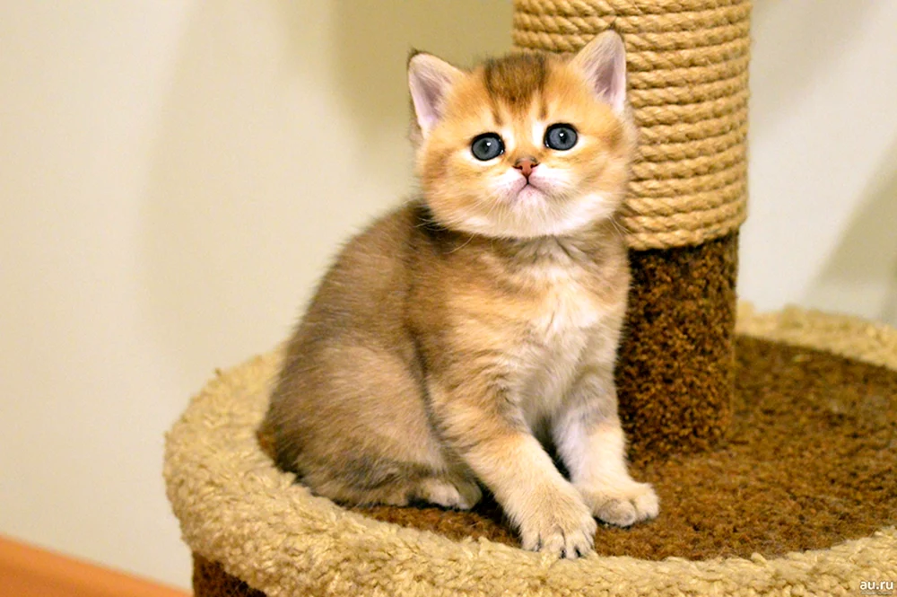 Britisches Goldenes Chinchilla