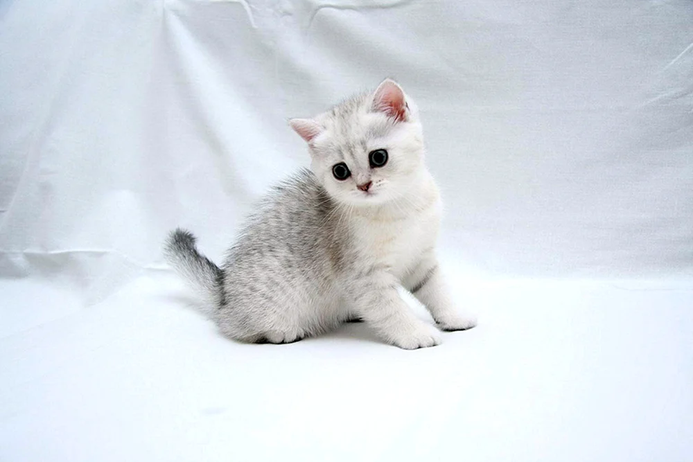 Britisches Silber Chinchilla