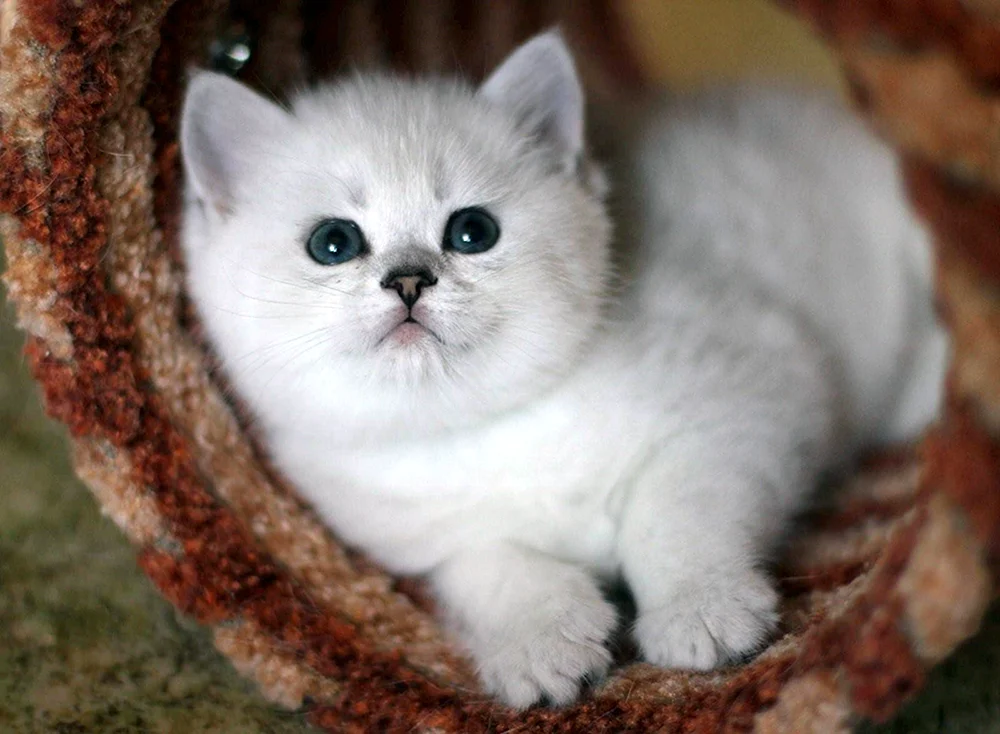 Britisches Silberchinchilla
