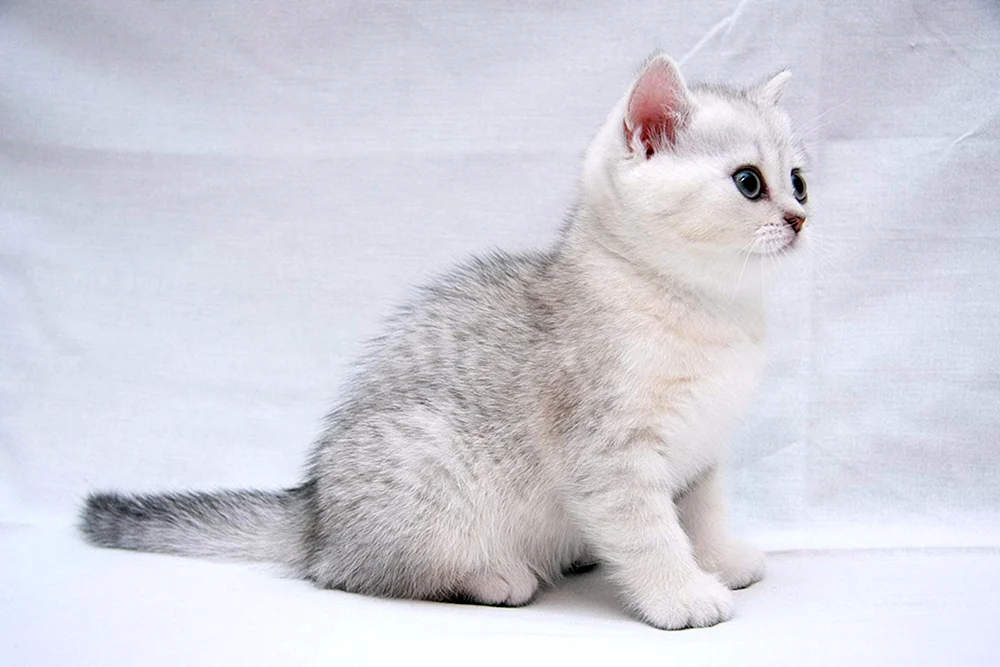 Britisches Silberchinchilla