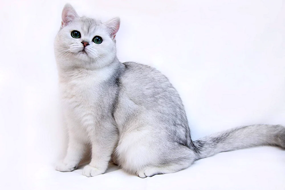 Britische Silber Chinchilla Katze