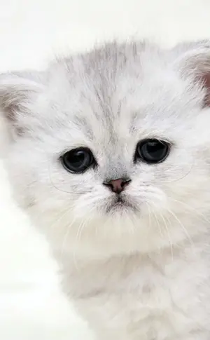Britisches Silberchinchilla
