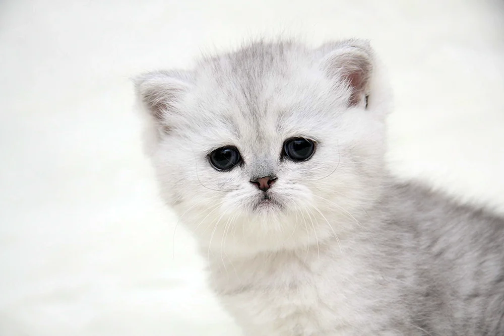 Britisches Silberchinchilla