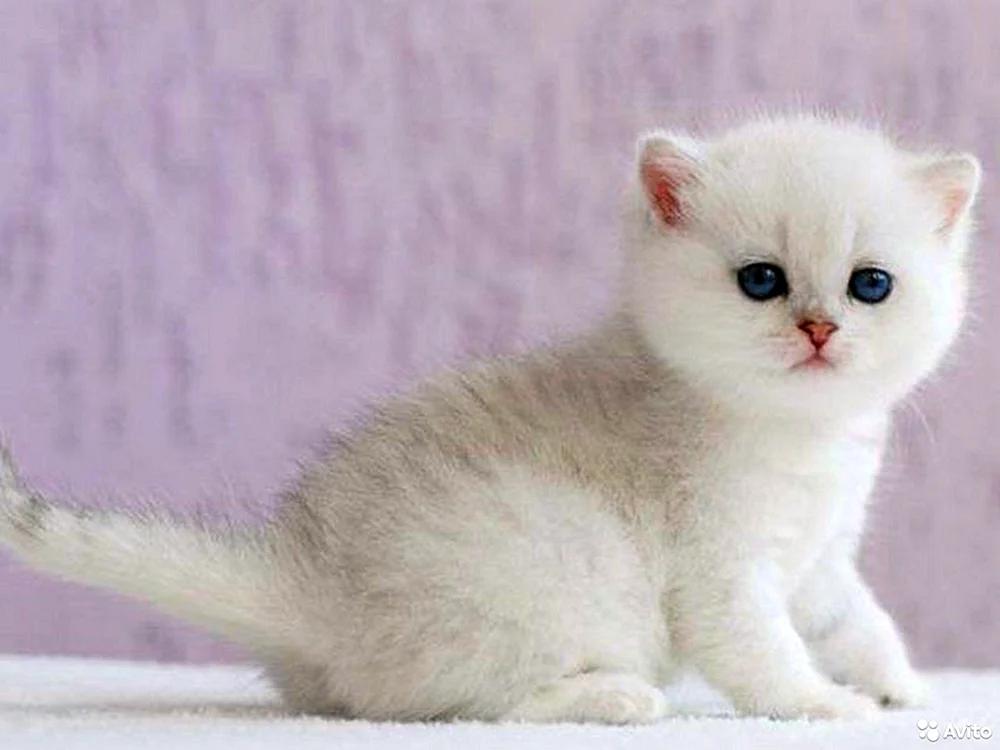 Britisches Silberchinchilla Katze