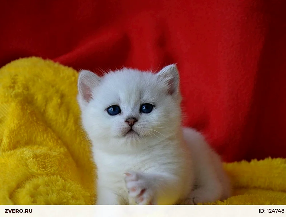 Britische Silberchinchillakatze