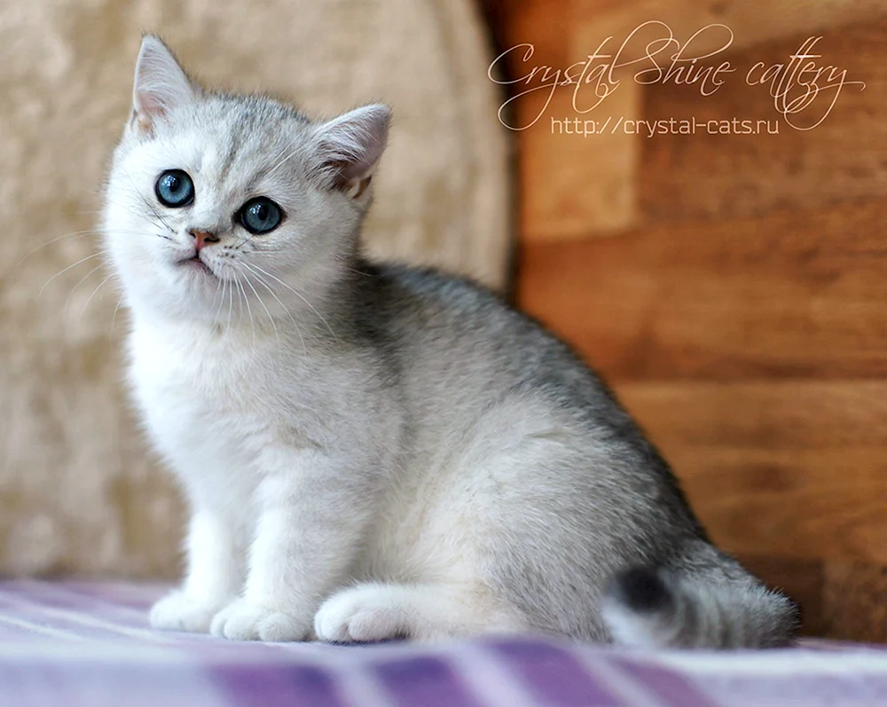 Britische Katze Sibirisches Chinchilla