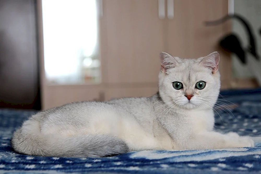 Britisches Silberchinchilla
