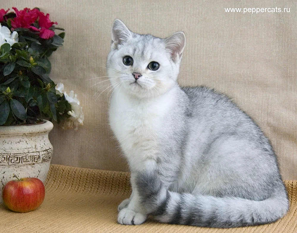 Britisches Silberchinchilla Katze
