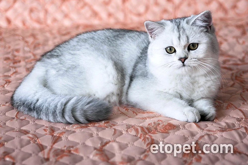 Britische Chinchillakatze.