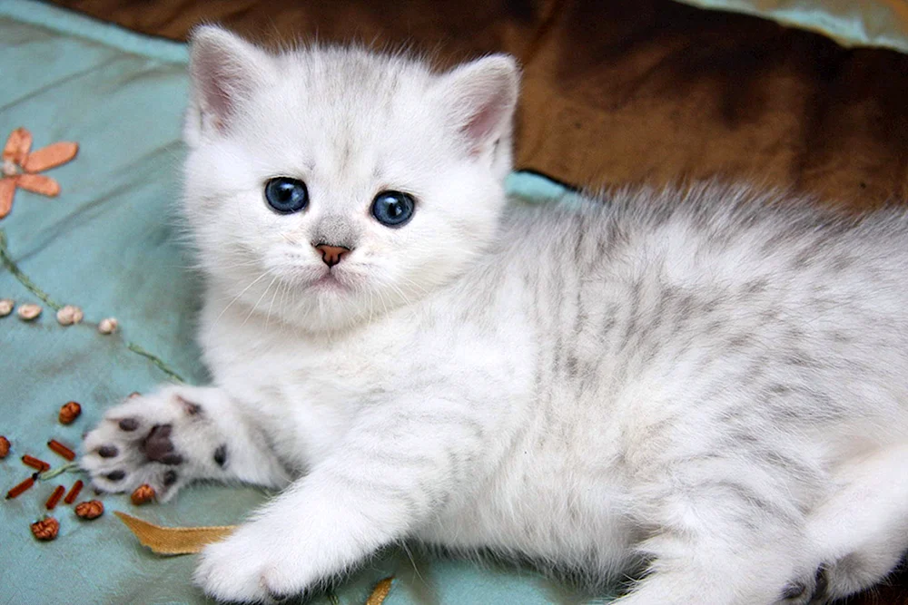 Britisches Silberchinchilla Katze