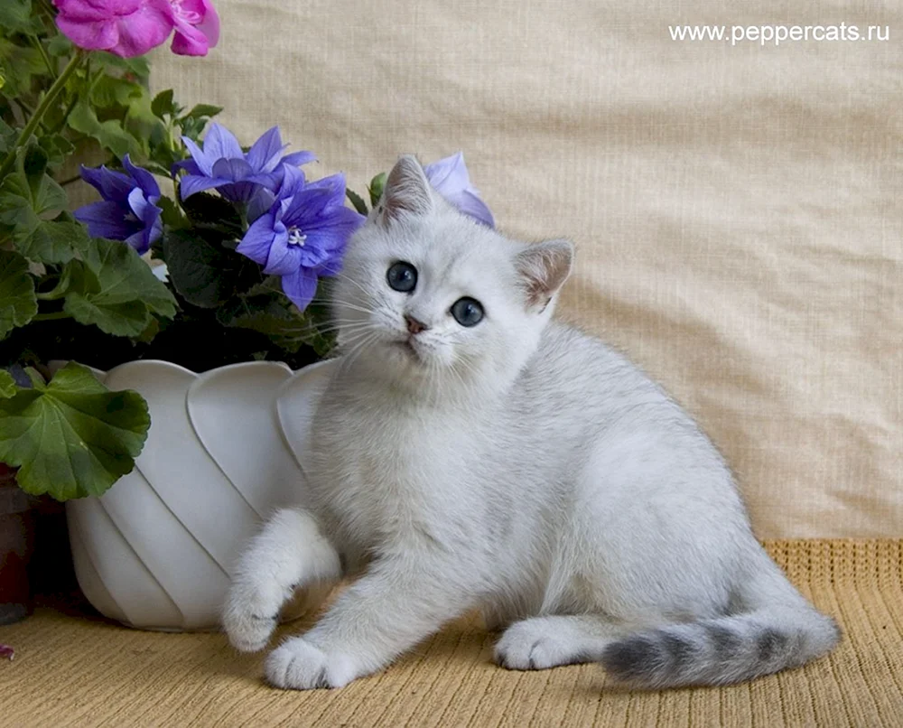 Britisches Silberchinchilla Katze
