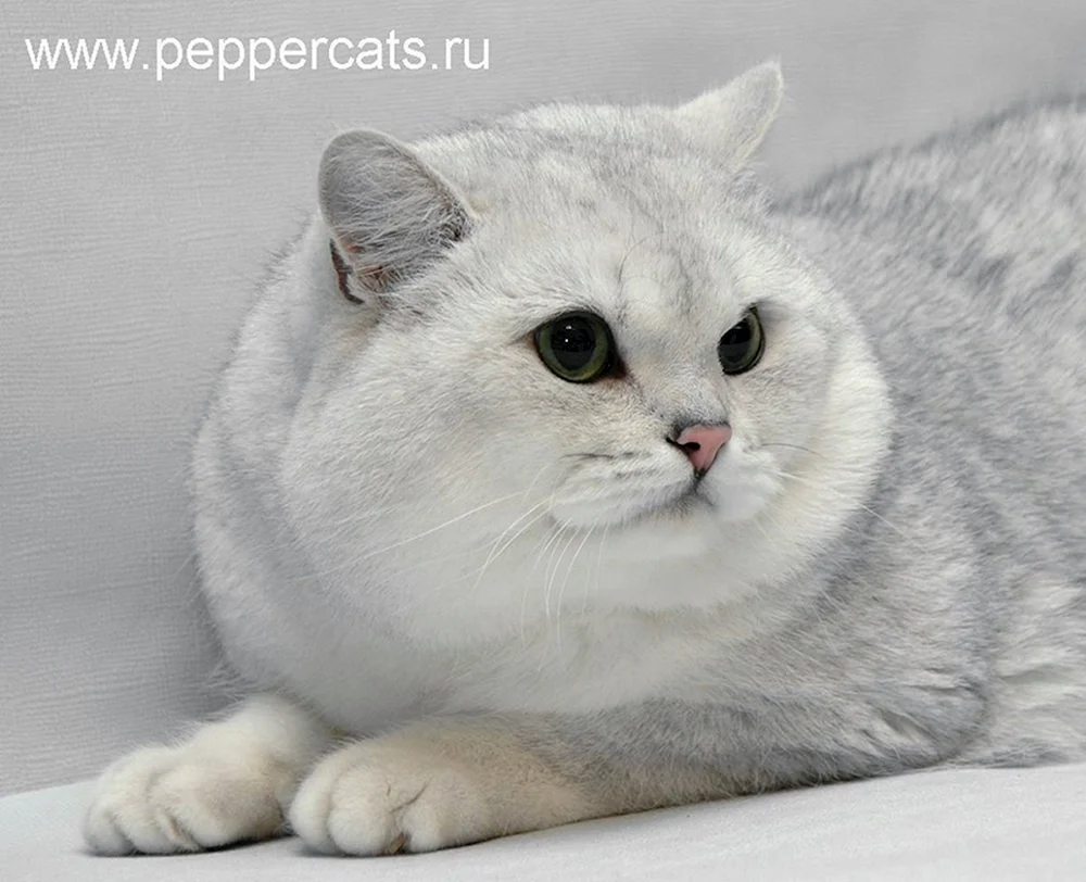 Britische Silber Chinchilla Katze