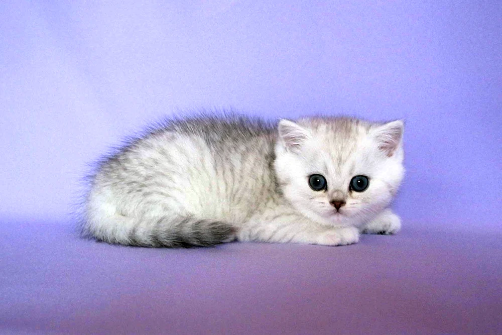 Britisches Silberchinchilla Katze