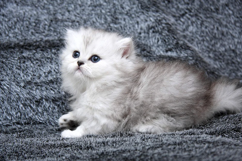 Britische Golden Chinchilla langhaarige Katze