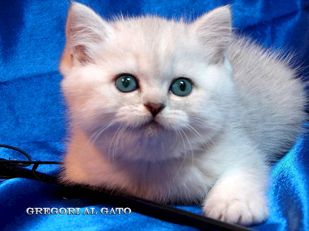 Blauäugige Coby Katze.