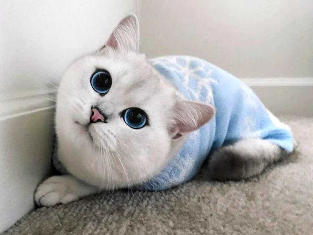Britische Chinchilla Coby
