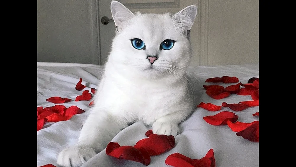 Scottish Fold Kätzchen