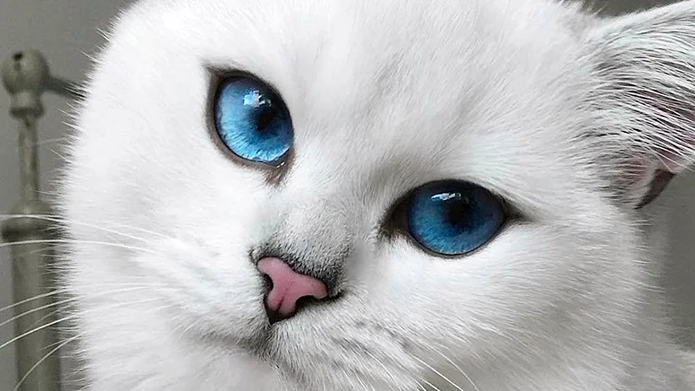 Katze Cobie