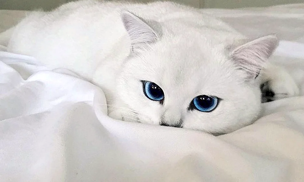 Katze Cobie