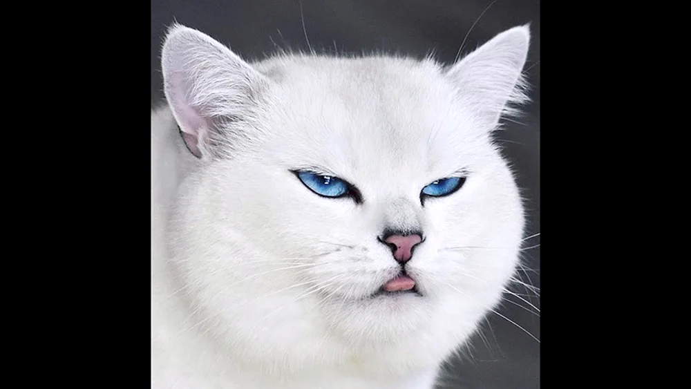 Blauäugige Coby