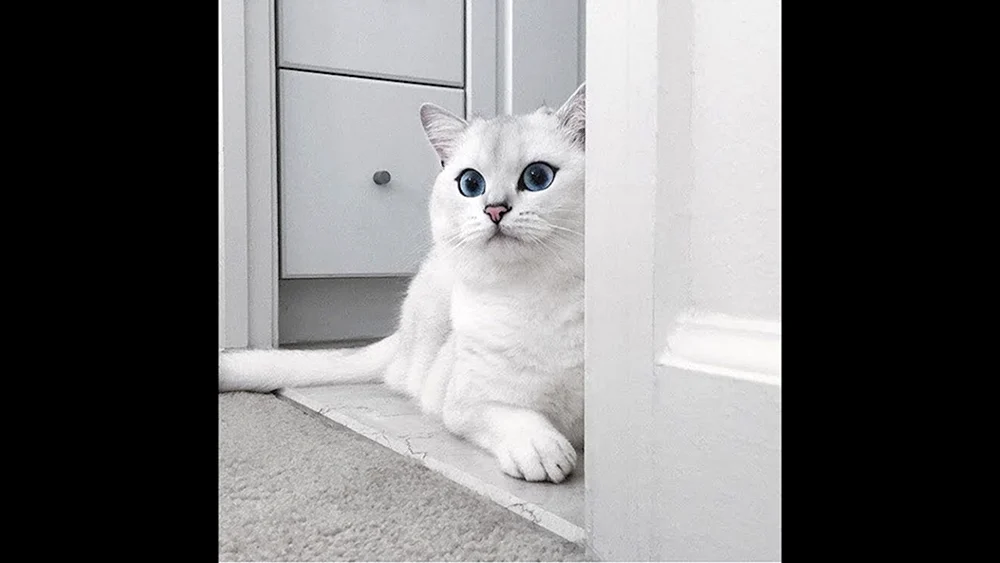 Blauäugige Coby Katze Coby