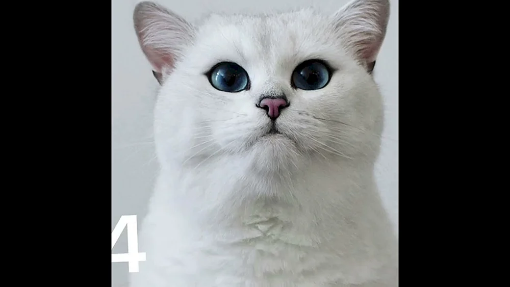 Britisches Chinchilla Coby Katze mit großen Backen