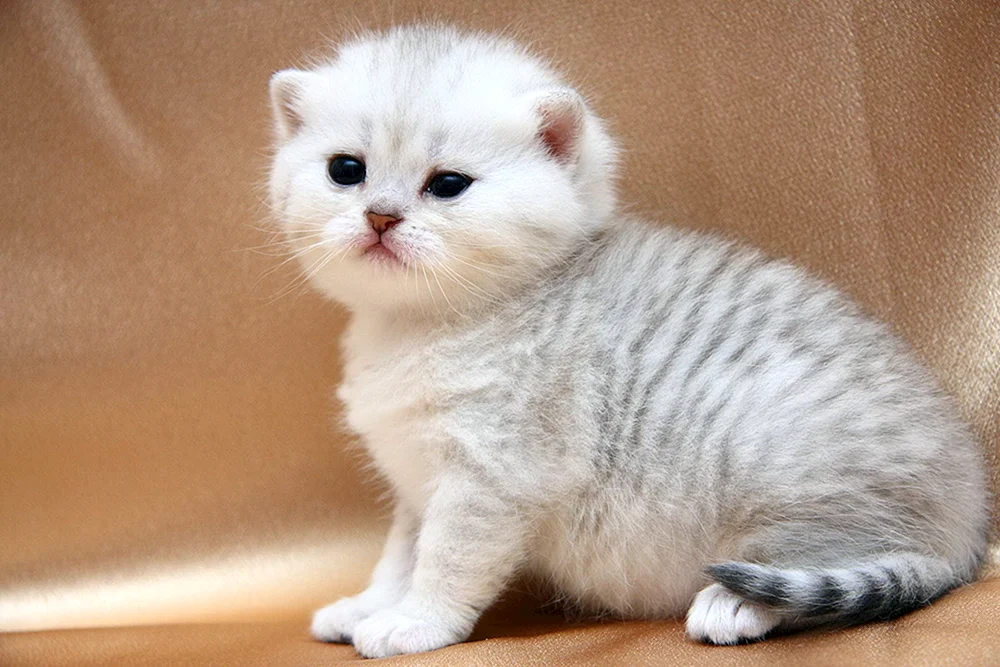 Britische Golden Chinchilla Katze