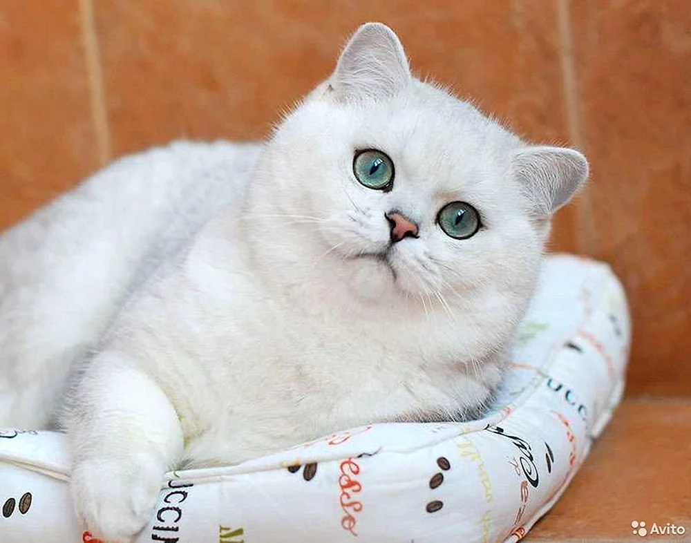 Britische Silberchinchillakatze