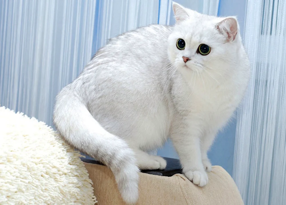 Britische Chinchilla Katze weiß