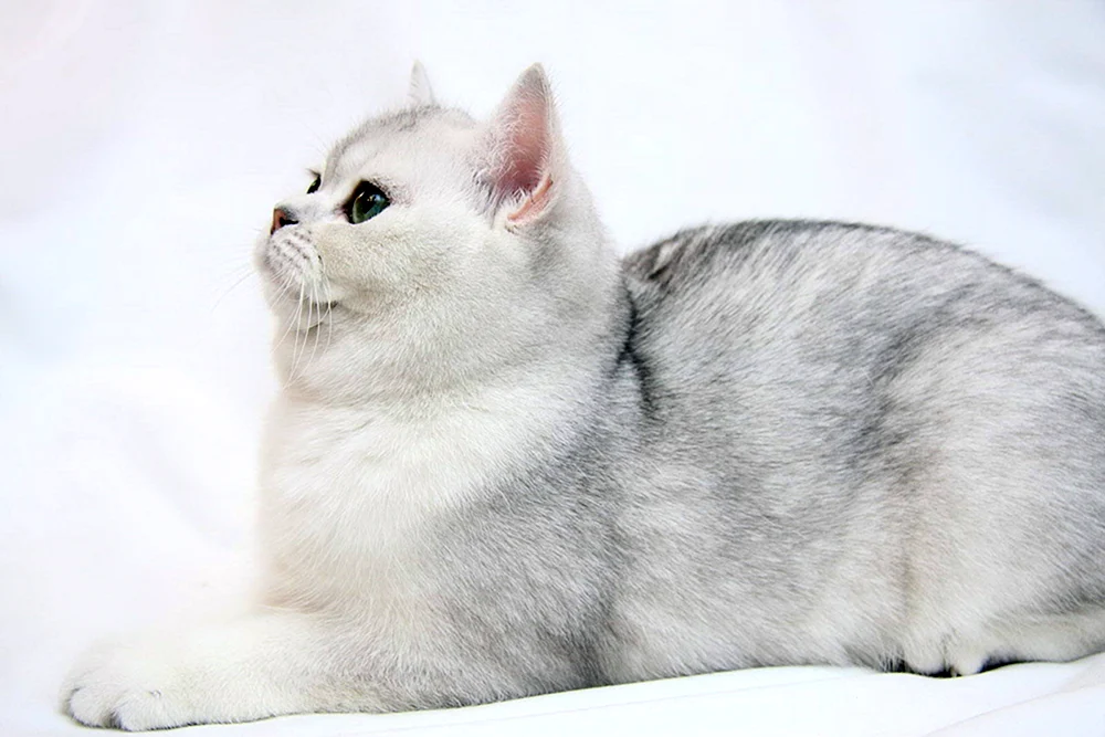 Britische Goldene Chinchillakatze