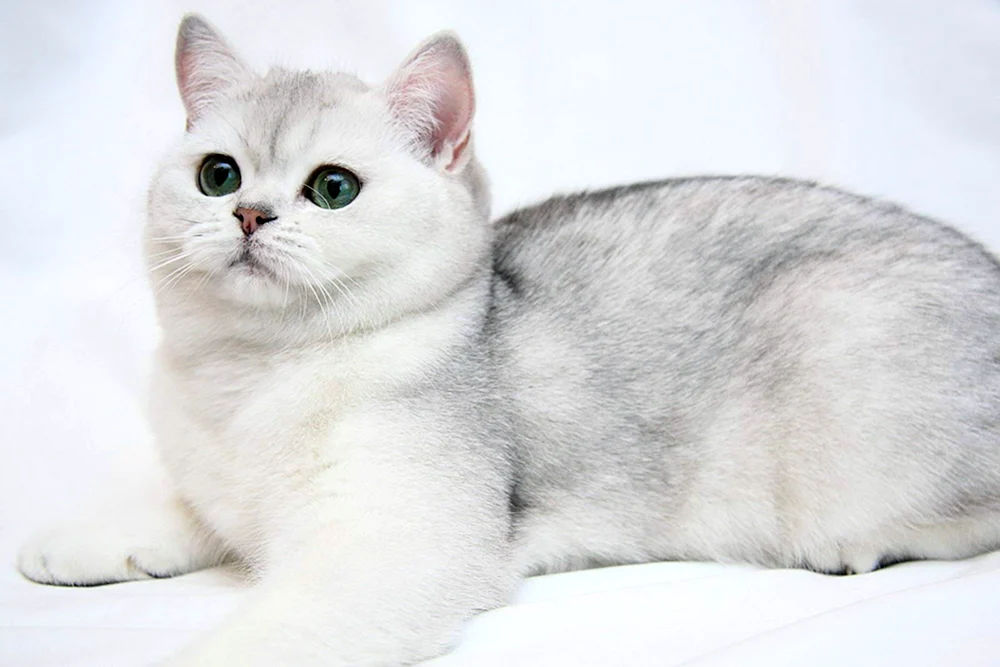 Britische Silberchinchillakatze