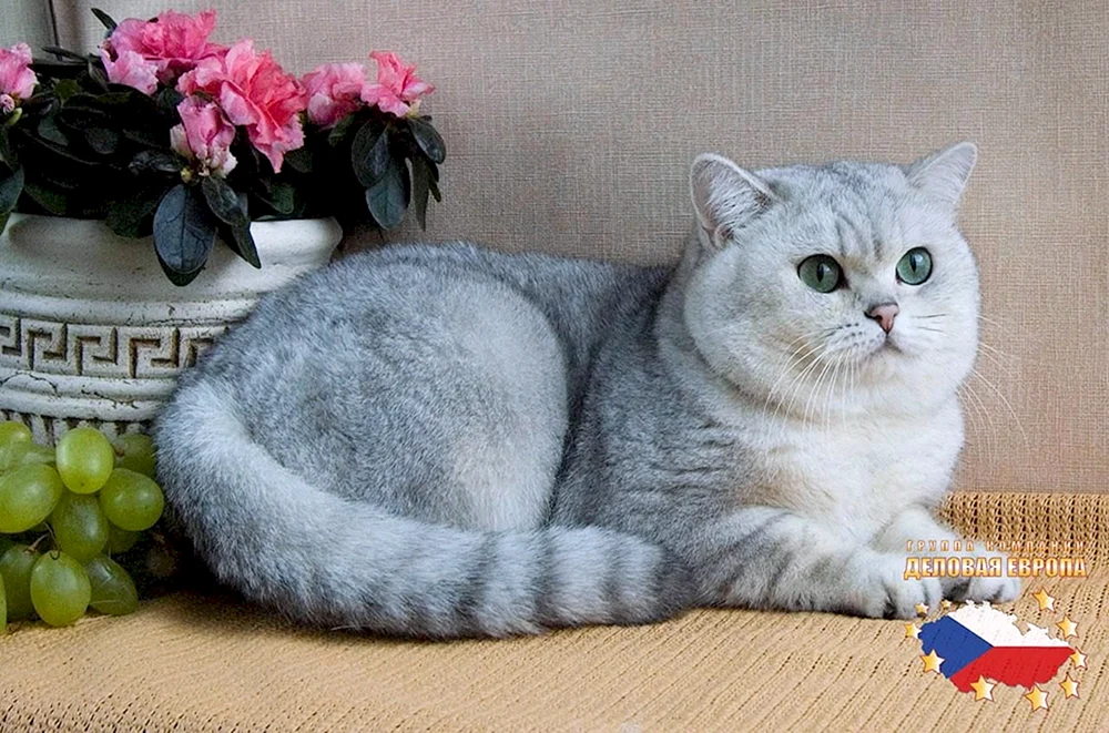 Britische Goldchinchillakatze