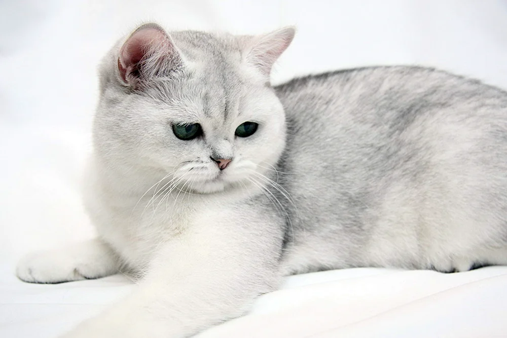 Britische Silberchinchillakatze