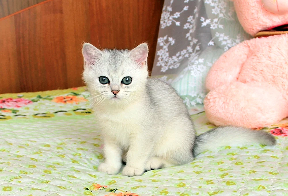 Britisches Chinchilla Silber Blued