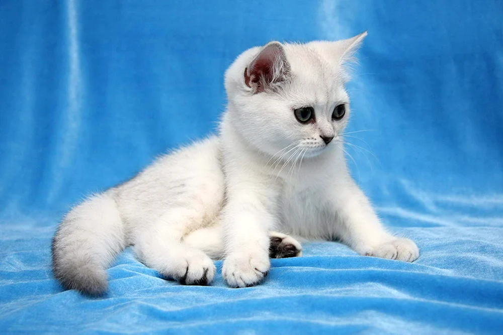 Britisches Chinchilla Silber Blued