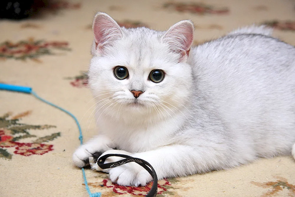 Britisches Chinchilla Geradohrig