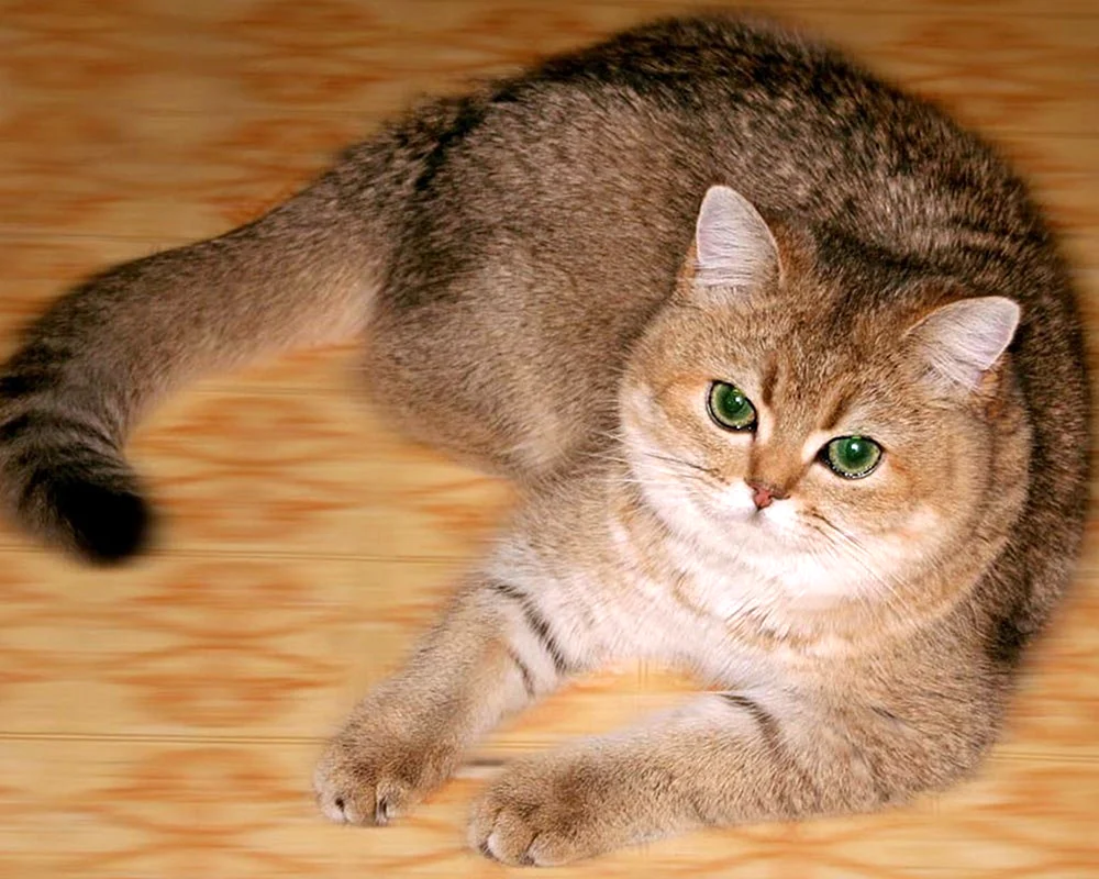 Goldenes Tiked Goldenes Chinchilla schottisch