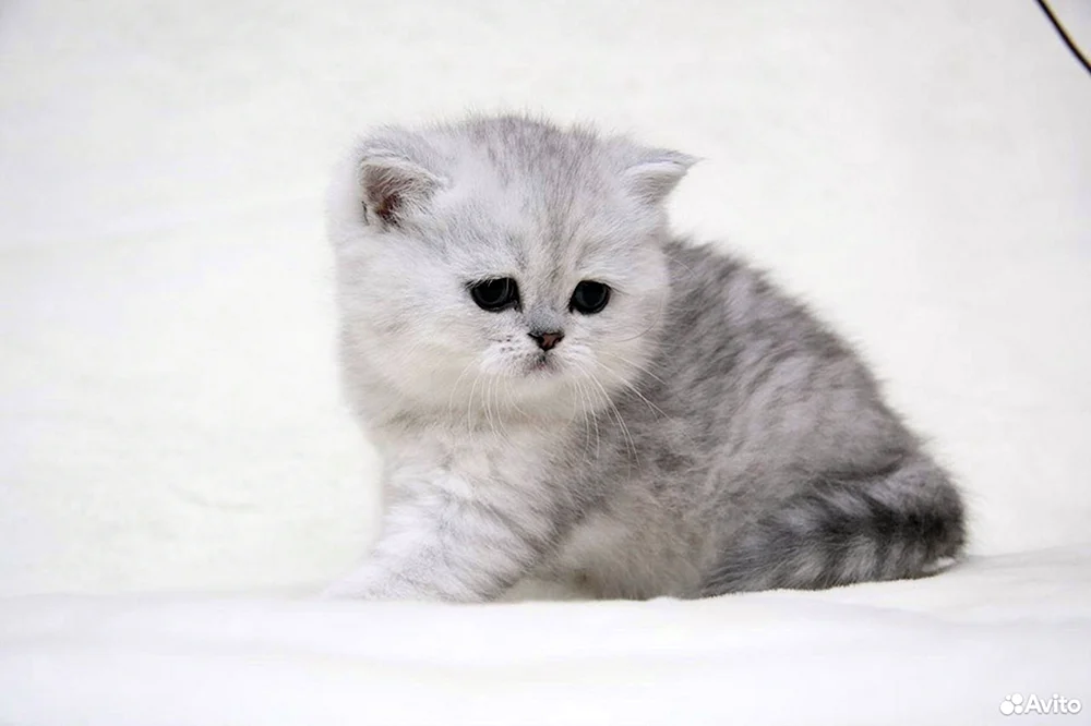 Britisches Golden Chinchilla lop
