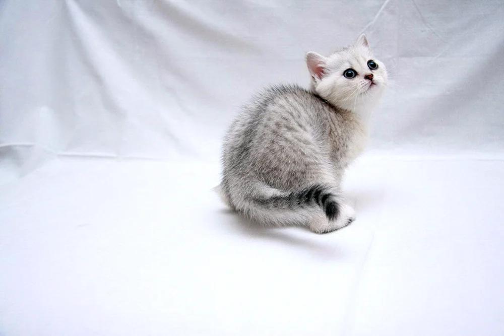 Britisches Chinchilla Silber Blued