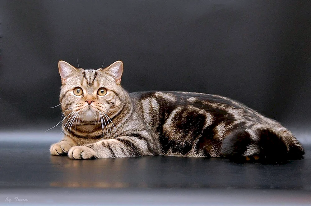 Silber tabby