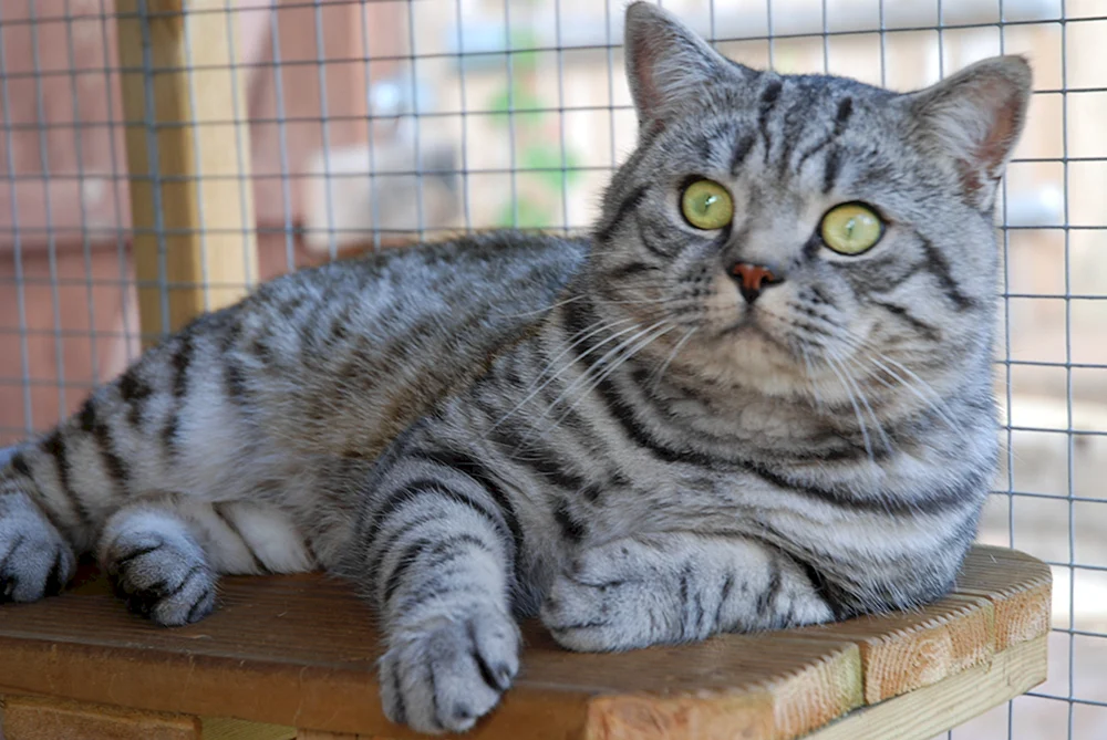 Silber tabby