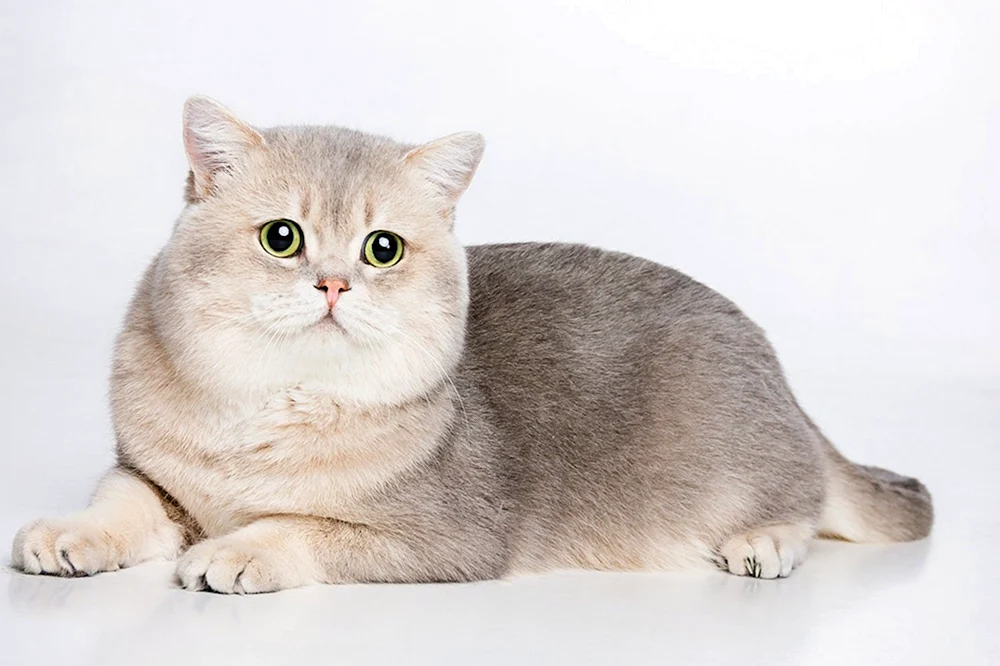 Britisches Chinchilla