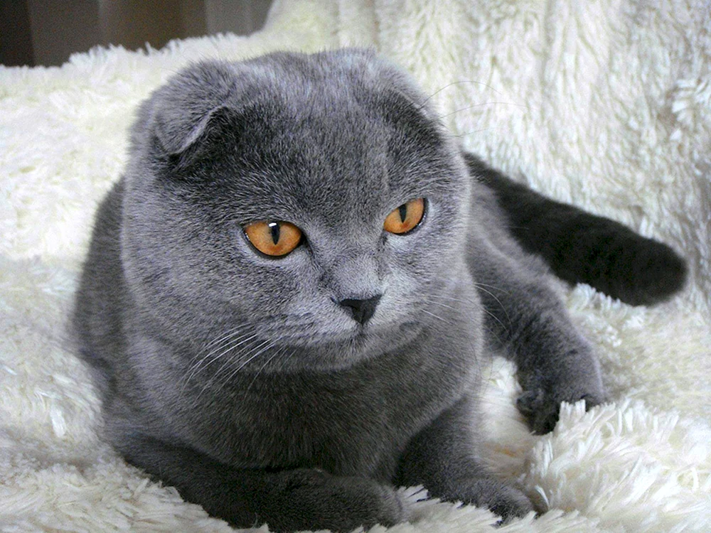 Schottische Schopfkatze