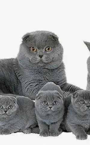 Britische Lop-Katze