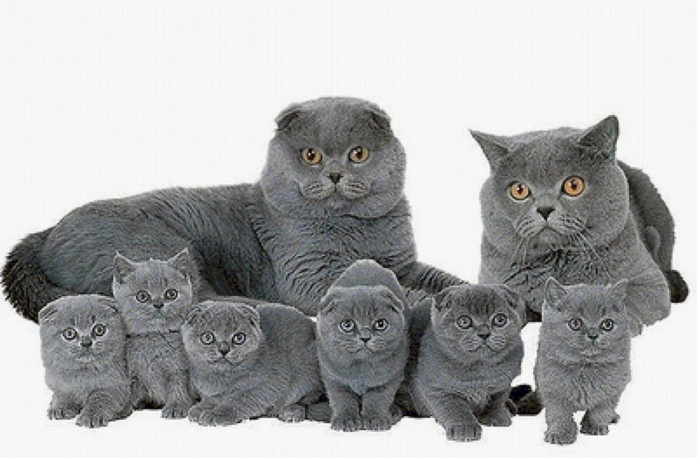 Britische Lop-Katze