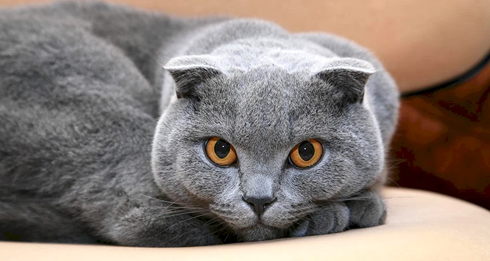 Schottische Falte schottische lop Katze