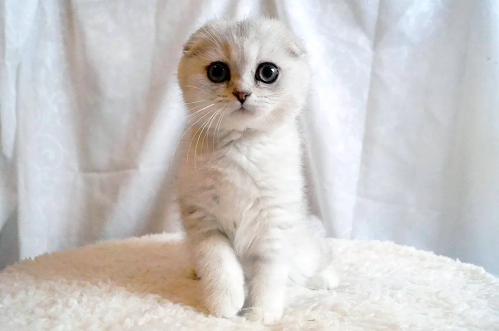 Schottische lop Katze weiß
